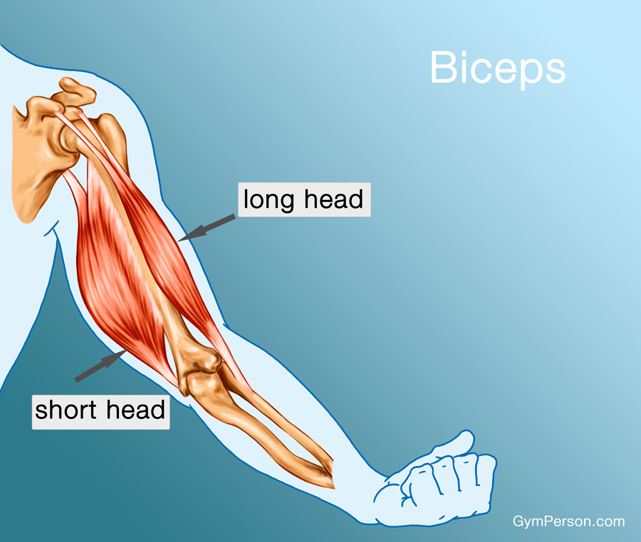 How to Get Huge Biceps Fast -- bicep anatomy